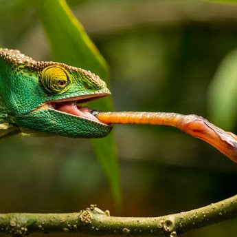 3Dresyn BioElastic O50 MB Monomer Based