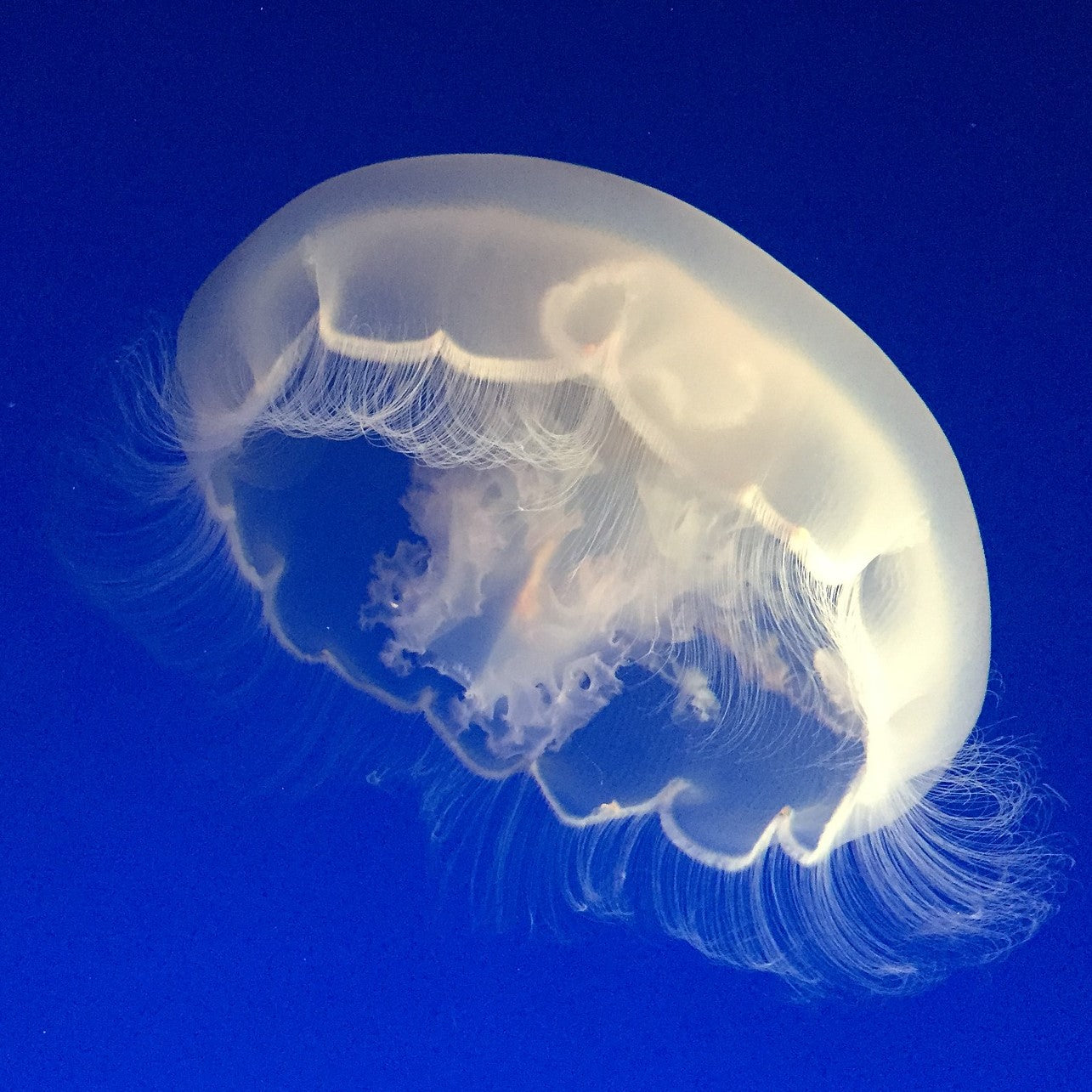 3D-ADD SAP2 is our Super Absorbent Paste for increasing the sorption of any 3Dresyn