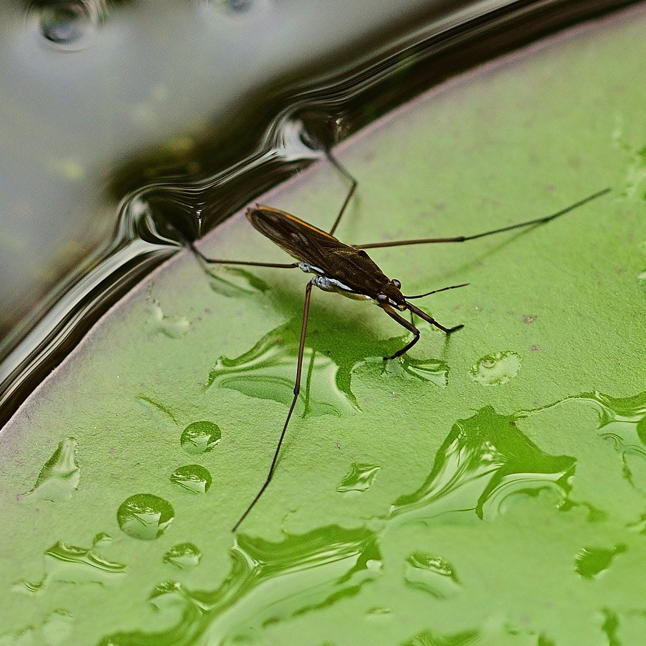 3D-ADD IJ-STD Bio, Biocompatible Surface Tension Decreaser for photopolymer Inkjet printing resins