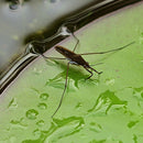 3D-ADD IJ-STD Bio, Biocompatible Surface Tension Decreaser for photopolymer Inkjet printing resins